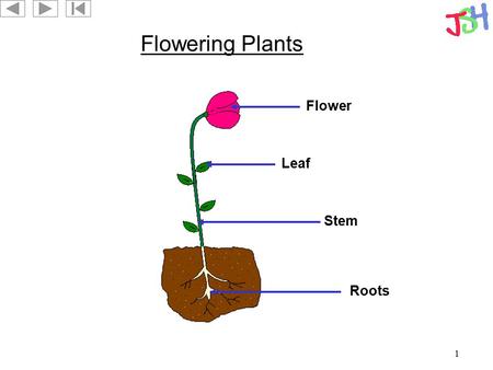 Flowering Plants Flower Leaf Stem Roots.