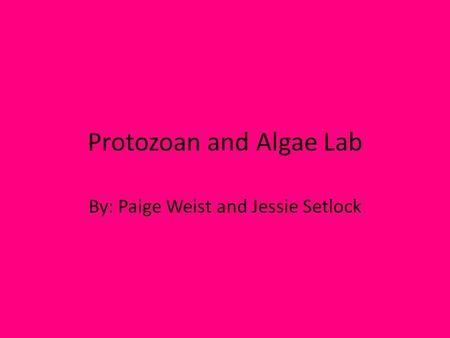 Protozoan and Algae Lab By: Paige Weist and Jessie Setlock.