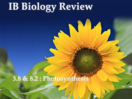 IB Biology Review 3.8 & 8.2 : Photosynthesis. Relationship Between Photosynthesis and Respiration Products of photosynthesis are reactants in respiration.