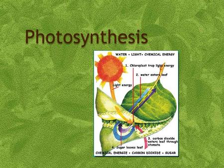 Photosynthesis. Objectives 3.8.1 – State that photosynthesis involves the conversion of light energy into chemical energy. 3.8.2 – State that light from.