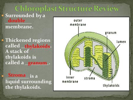 Surrounded by a __________ membrane. Thickened regions called ___________. A stack of thylakoids is called a _________. _________ is a liquid surrounding.