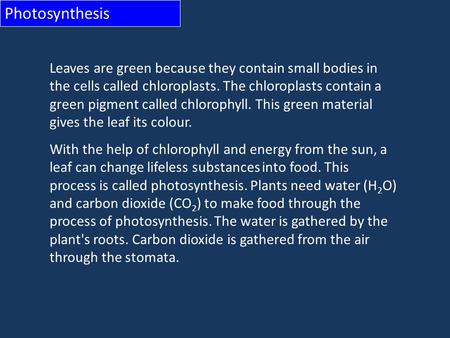 Photosynthesis Leaves are green because they contain small bodies in the cells called chloroplasts. The chloroplasts contain a green pigment called chlorophyll.