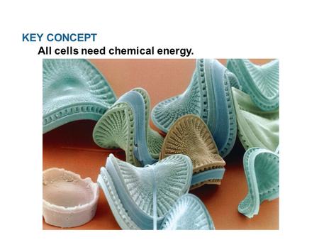 KEY CONCEPT  All cells need chemical energy.