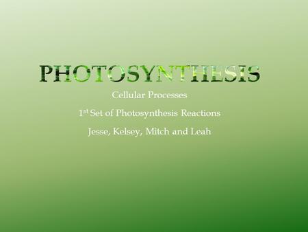Cellular Processes 1 st Set of Photosynthesis Reactions Jesse, Kelsey, Mitch and Leah.