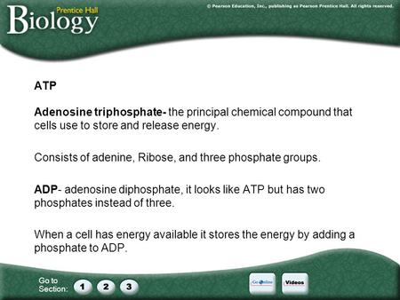 ATP Adenosine triphosphate- the principal chemical compound that cells use to store and release energy. Consists of adenine, Ribose, and three phosphate.