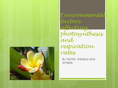 Environmental factors affecting photosynthesis and respiration rates By Tamta, Natalya and Amelia.