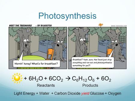 Photosynthesis + 6H 2 O + 6CO 2  C 6 H 12 O 6 + 6O 2 Reactants Products Light Energy + Water + Carbon Dioxide yield Glucose + Oxygen.