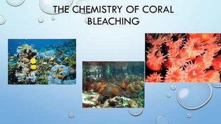 THE CHEMISTRY OF CORAL BLEACHING. WHAT IS A CORAL? CORALS ARE MARINE INVERTEBRATES (ANIMALS) THEY CAN TAKE MANY SHAPES! THEY USUALLY LIVE IN COLONIES.