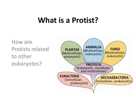 How are Protists related to other eukaryotes?