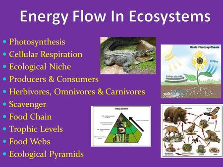 Photosynthesis Cellular Respiration Ecological Niche Producers & Consumers Herbivores, Omnivores & Carnivores Scavenger Food Chain Trophic Levels Food.