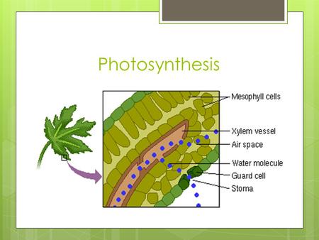 Photosynthesis.