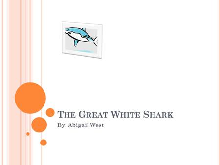 T HE G REAT W HITE S HARK By: Abigail West. D IET Great White Sharks can eat a sea lion whole. They also, can eat big fish all the way down to tiny Salmon.