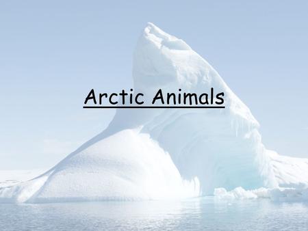 Arctic Animals.
