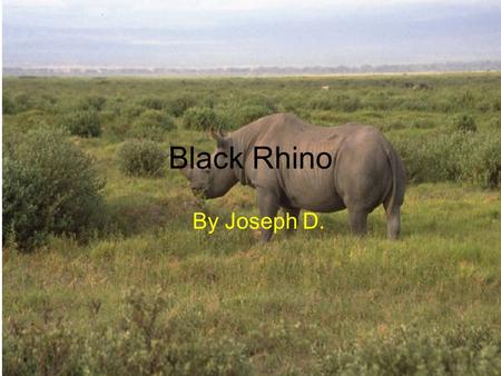 Black Rhino By Joseph D. Physical Characteristics Have huge bodies 4 short legs Skin is gray and very thick Have two horns.