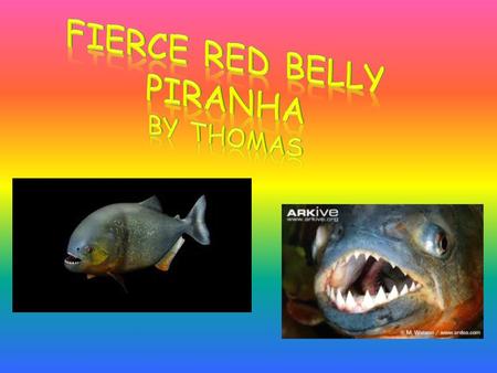 Have you seen a red bellied piranha? I will tell you about a piranha in this report. In this report I will tell you about a red bellied piranha. I will.