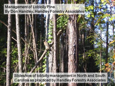 Management of Loblolly Pine By Don Handley, Handley Forestry Associates Slideshow of loblolly management in North and South Carolina as practiced by Handley.