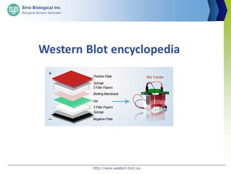 Western Blot encyclopedia