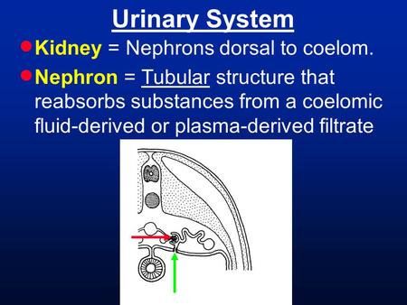  Kidney = Nephrons dorsal to coelom.  Nephron = Tubular structure that reabsorbs substances from a coelomic fluid-derived or plasma-derived filtrate.