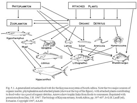 Fig. 5.1. A generalized estuarine food web for the Knysna ecosystem of South Africa. Note the two major sources of organic matter, phytoplankton and attached.