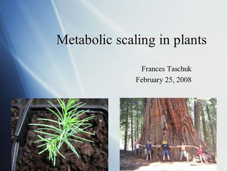 Metabolic scaling in plants Frances Taschuk February 25, 2008 Frances Taschuk February 25, 2008.