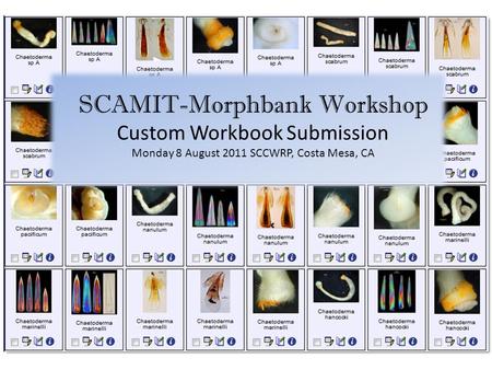 SCAMIT-Morphbank Workshop Custom Workbook Submission Monday 8 August 2011 SCCWRP, Costa Mesa, CA.