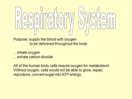 Purpose: supply the blood with oxygen to be delivered throughout the body …inhale oxygen …exhale carbon dioxide All of the human body cells require oxygen.