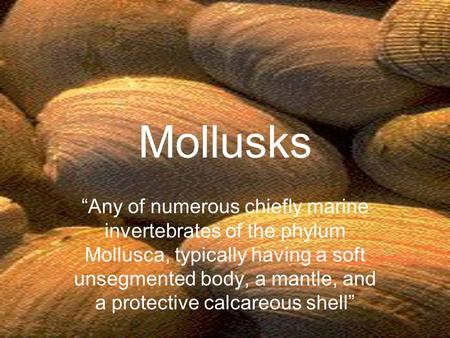 Mollusks “Any of numerous chiefly marine invertebrates of the phylum Mollusca, typically having a soft unsegmented body, a mantle, and a protective calcareous.
