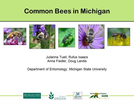 Common Bees in Michigan Julianna Tuell, Rufus Isaacs Anna Fiedler, Doug Landis Department of Entomology, Michigan State University.