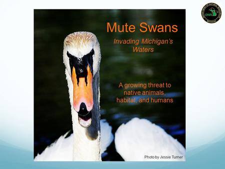 Photo by Jessie Turner Invading Michigan’s Waters Mute Swans A growing threat to native animals, habitat, and humans.