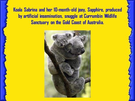 Koala Sabrina and her 10-month-old joey, Sapphire, produced by artificial insemination, snuggle at Currumbin Wildlife Sanctuary on the Gold Coast of Australia.