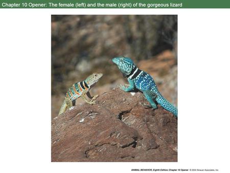 Chapter 10 Opener: The female (left) and the male (right) of the gorgeous lizard C:\Figures\Chapter10\high-res\Alcock8e-ChOpener-10.jpg.