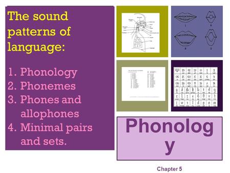 Phonolog y The sound patterns of language: Phonology Phonemes
