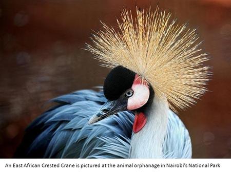 An East African Crested Crane is pictured at the animal orphanage in Nairobi's National Park.