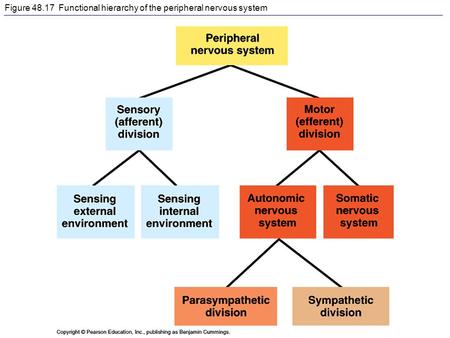Figure 48.17 Functional hierarchy of the peripheral nervous system.