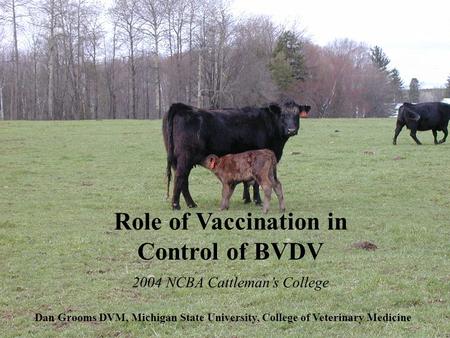 Role of Vaccination in Control of BVDV Dan Grooms DVM, Michigan State University, College of Veterinary Medicine 2004 NCBA Cattleman’s College.