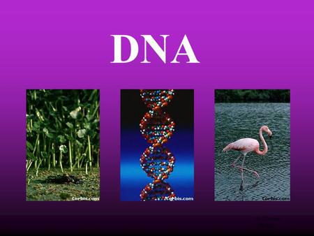 DNA All life on earth uses a chemical called DNA to carry its genetic code or blueprint. In this lesson we be examining the structure of this unique molecule.