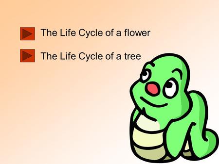 The Life Cycle of a flower The Life Cycle of a tree.