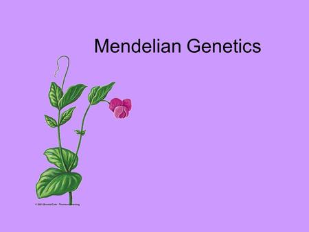 Mendelian Genetics. Genetics The study of heredity: Passing genetic traits from one generation to next.