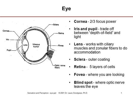 Sensation and Perception - eye.ppt © 2001 Dr. Laura Snodgrass, Ph.D.1 Eye Cornea - 2/3 focus power Iris and pupil - trade off between “depth-of-field”