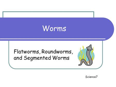 what are the three main phyla of worms