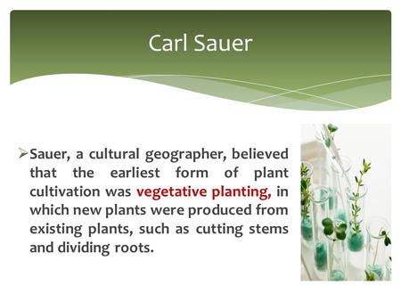  Sauer, a cultural geographer, believed that the earliest form of plant cultivation was vegetative planting, in which new plants were produced from existing.