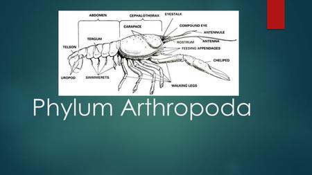 Phylum Arthropoda.