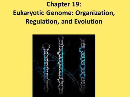 Chapter 19: Eukaryotic Genome: Organization, Regulation, and Evolution