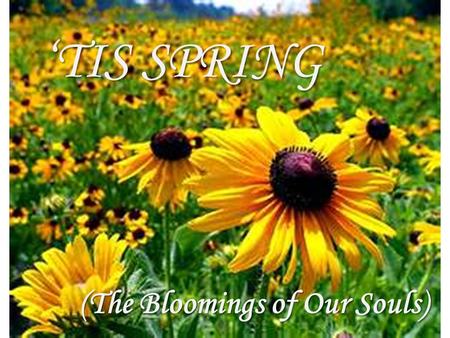‘TIS SPRING (The Bloomings of Our Souls). ‘Tis Spring, and our souls bloom with these words. Budding brilliance planted deep within our hearts and minds.