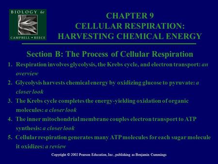 Copyright © 2002 Pearson Education, Inc., publishing as Benjamin Cummings Section B: The Process of Cellular Respiration 1.Respiration involves glycolysis,