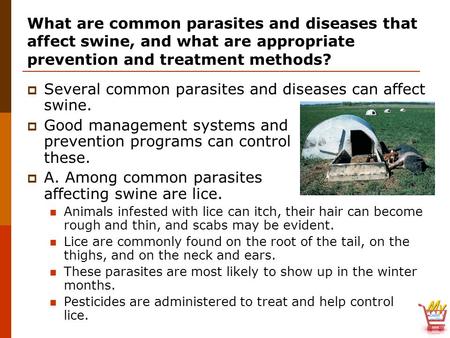 Several common parasites and diseases can affect swine.