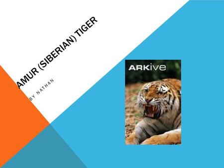 AMUR (SIBERIAN) TIGER BY NATHAN. HABITAT Tropical forest Grass jungle Woodlands Swamps Thorn forest.