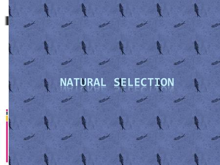 Natural Selection…………  In a nutshell, organisms with favorable phenotypes that allow for adaptation in a particular environment will survive, reproduce,