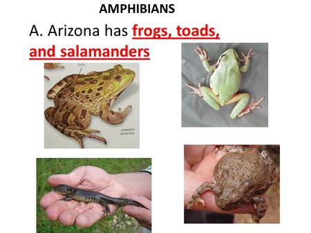 AMPHIBIANS A. Arizona has frogs, toads, and salamanders.