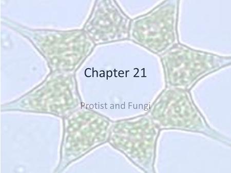 Chapter 21 Protist and Fungi.